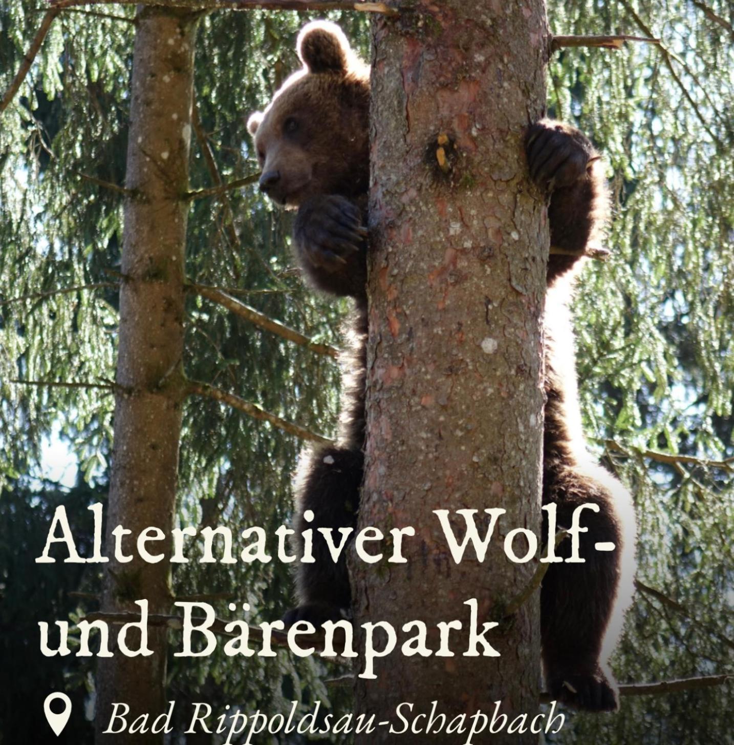Ferienwohnung Schwarzwald Tannenzaepfle Баїрсбронн Екстер'єр фото